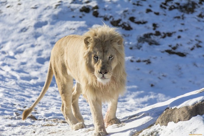 Тибетский мастиф