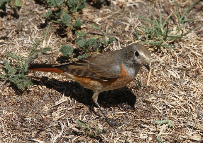 Обыкновенная горихвостка (Phoenicurus Phoenicurus)