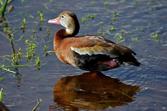 Хохлатая чернеть самка
