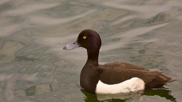 Черная кряква