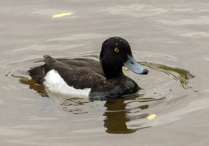 «Водоплавающие птицы Байкала», Скрябин