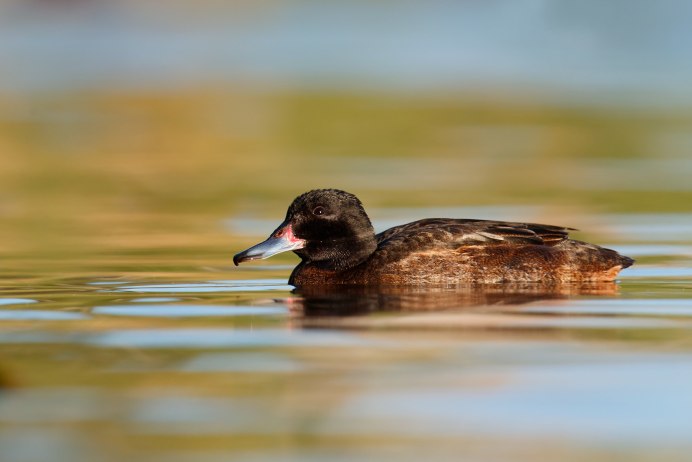 Черноголовая древесная утка