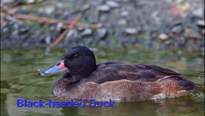 Белоносая утка