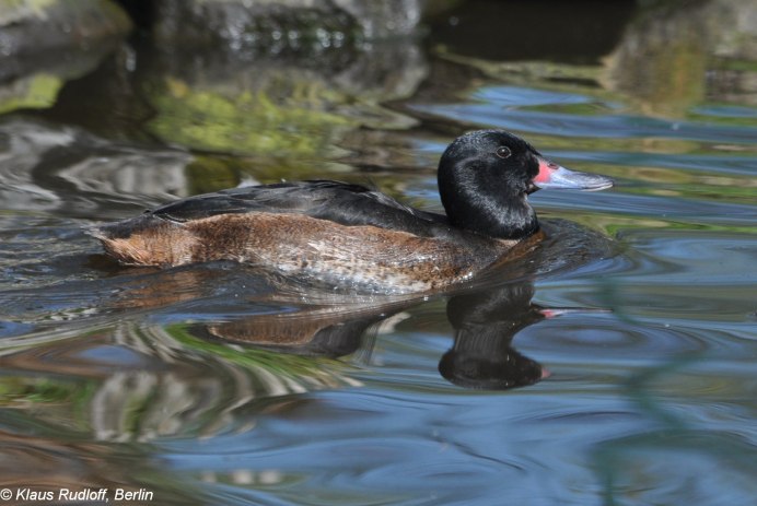 Heteronetta atricapilla