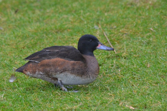 Черноголовый нырок