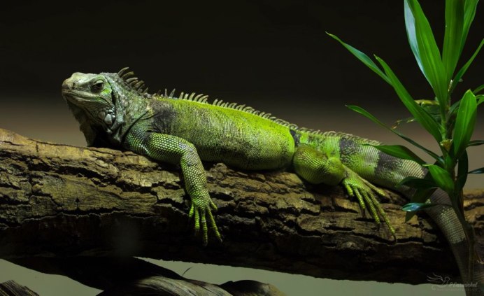 Varanus boehmei