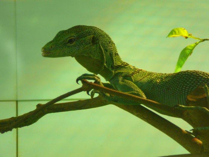 Varanus reisingeri