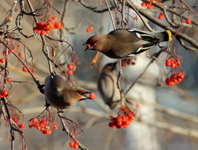 Птицы свиристели Снегири