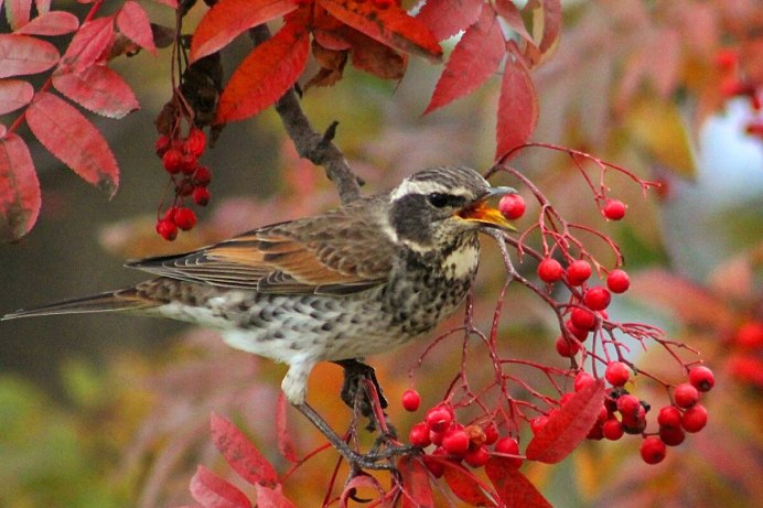 Клест рябинник