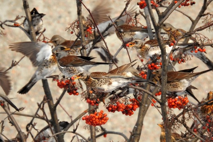 Дрозд рябина рябина рябинник