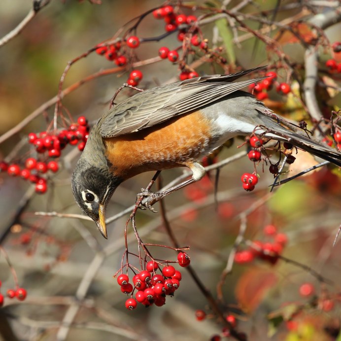 Свиристель боярышник