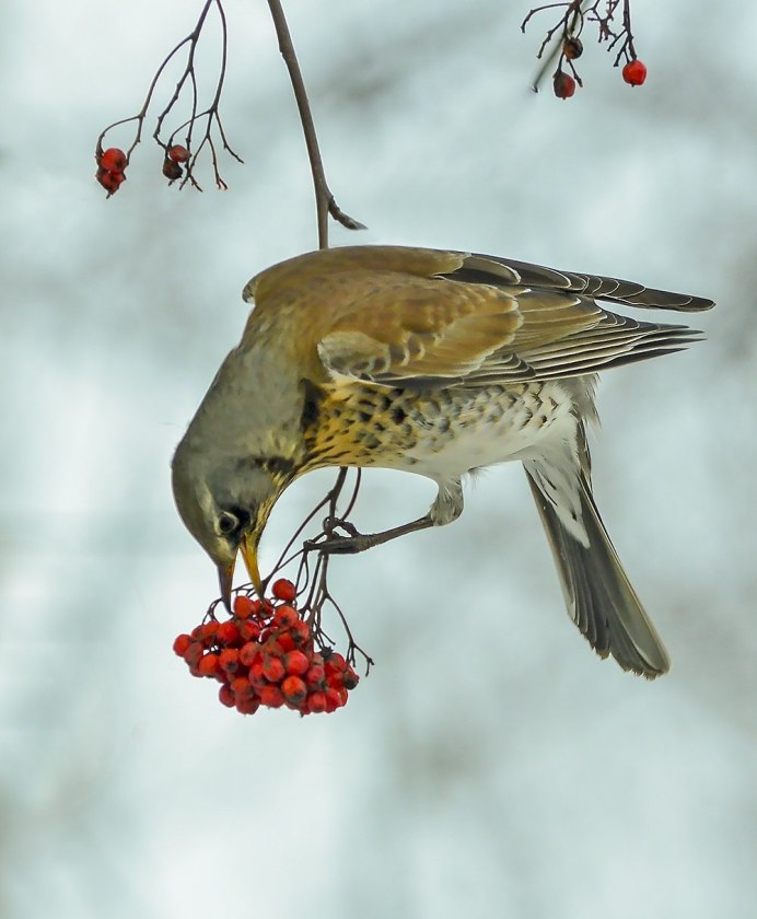 Дрозд рябинник