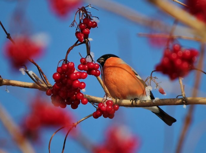 Свиристели на рябине осень