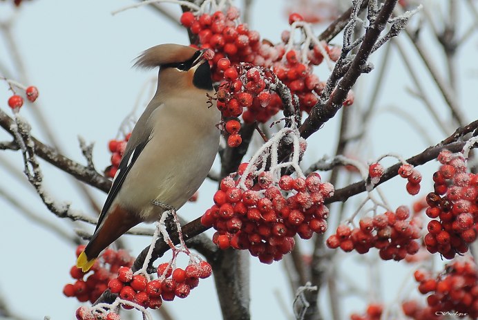 Красивый Воробей