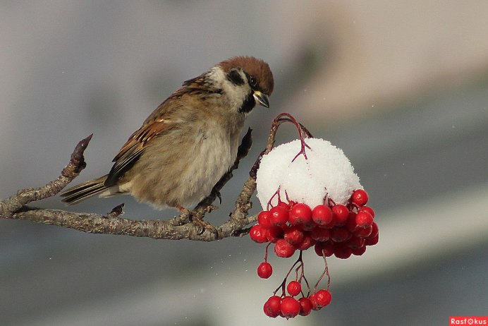 Свиристели на рябине