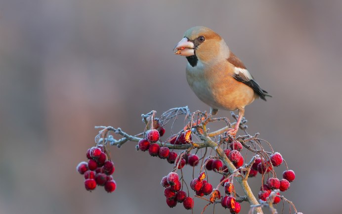 Ягоды для птиц