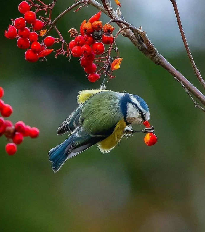 Дрозд рябинник осенью
