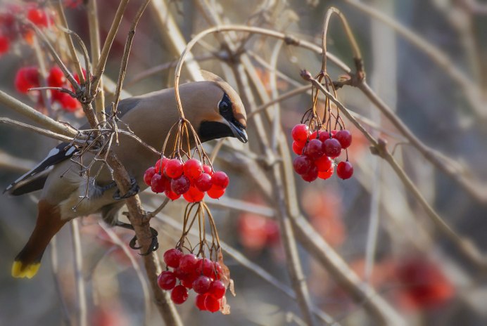 Птица Калина