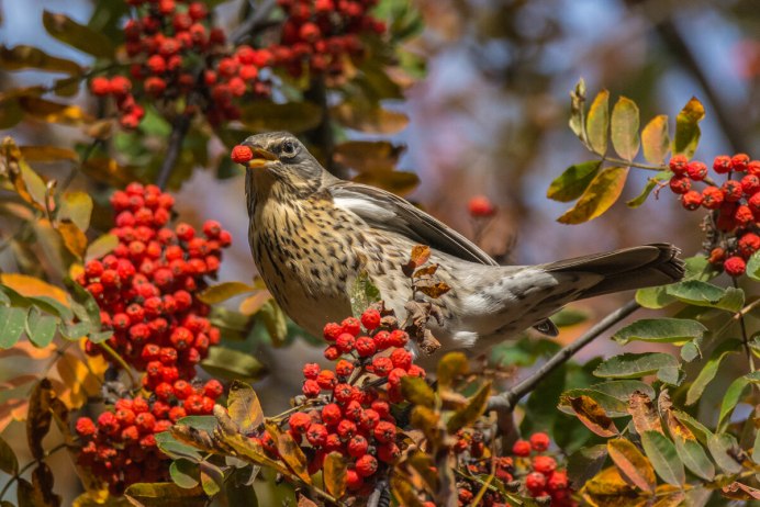 Рябинник Рябиновый