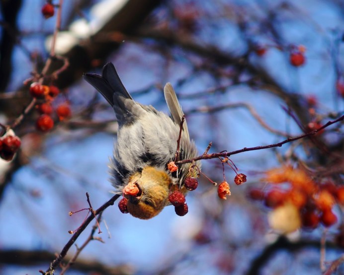 Зимние птицы средней полосы России