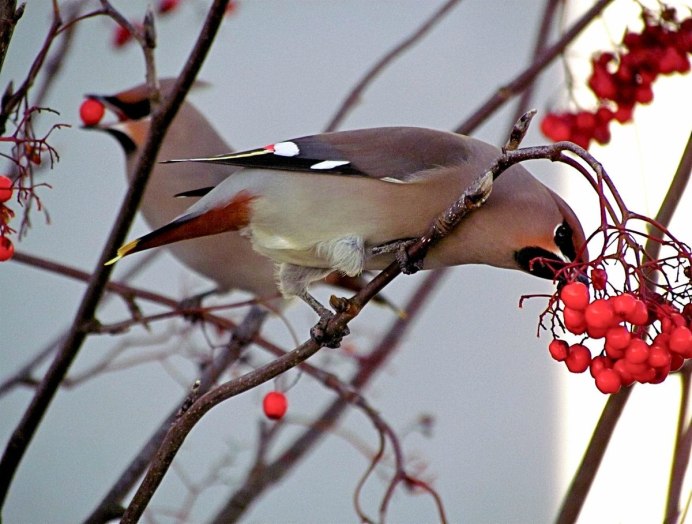 Свиристель зимующая птица