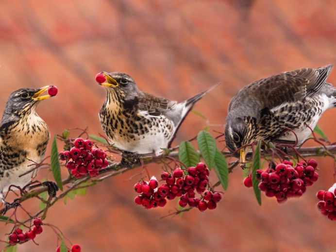 Дрозд рябинник среда обитания