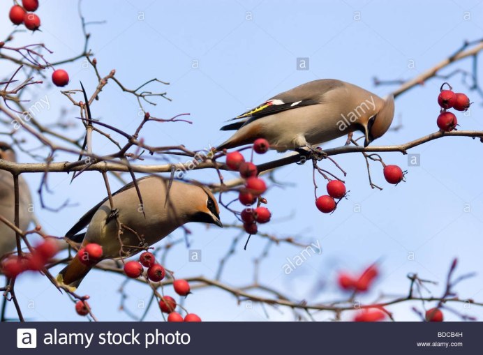 Птица с ягодой в клюве