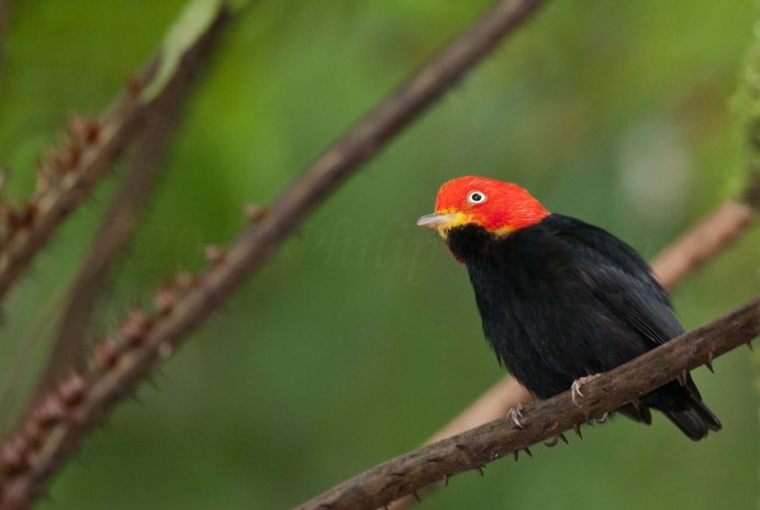 Campephilus magellanicus