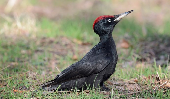 Дятел желудёвый Melanerpes formicivorus
