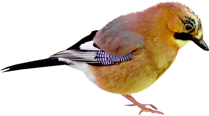 Зяблик (fringilla COELEBS)