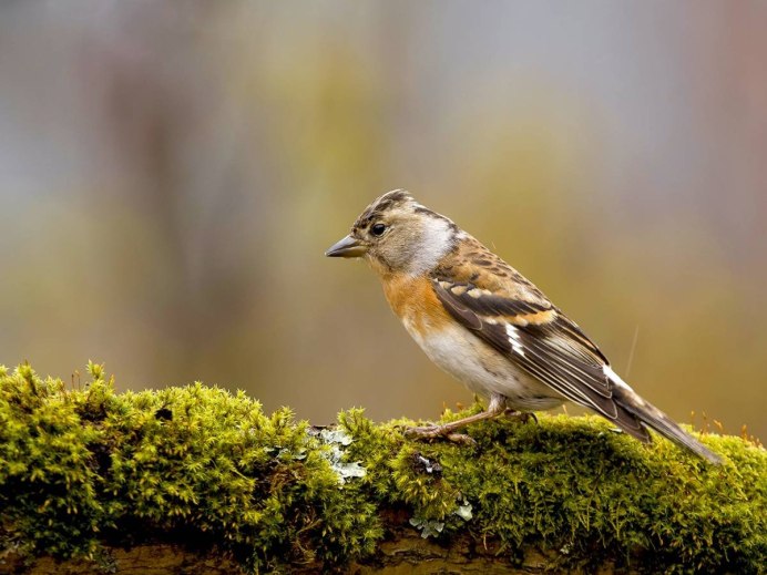 Юрок (fringilla montifringilla)