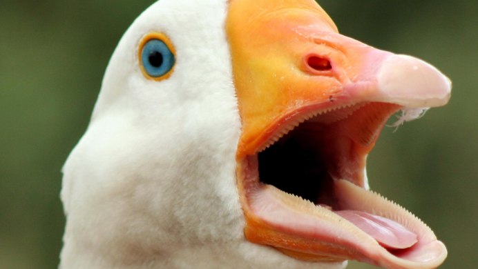 Зубы гуся