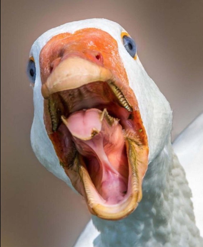 Зубы гуся