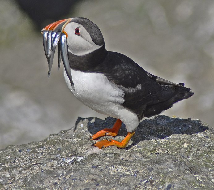 Puffins тупики птицы