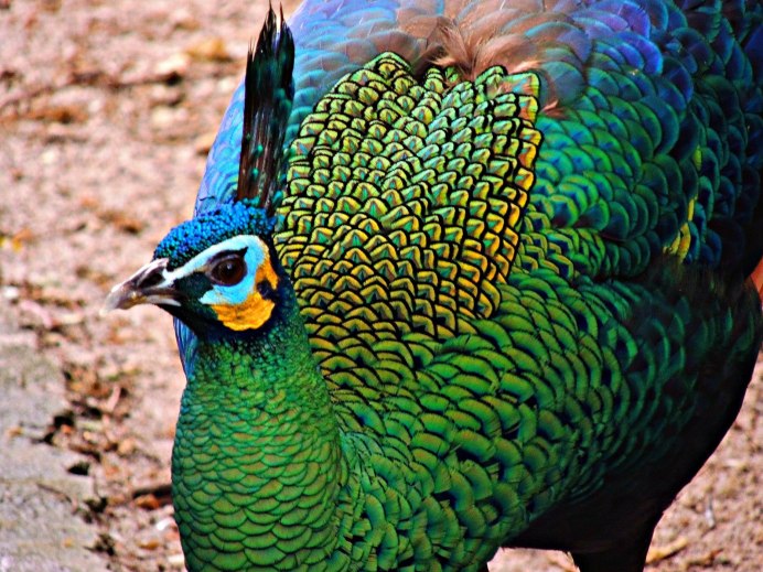 Павлиний фазан (Polyplectron bicalcaratum)