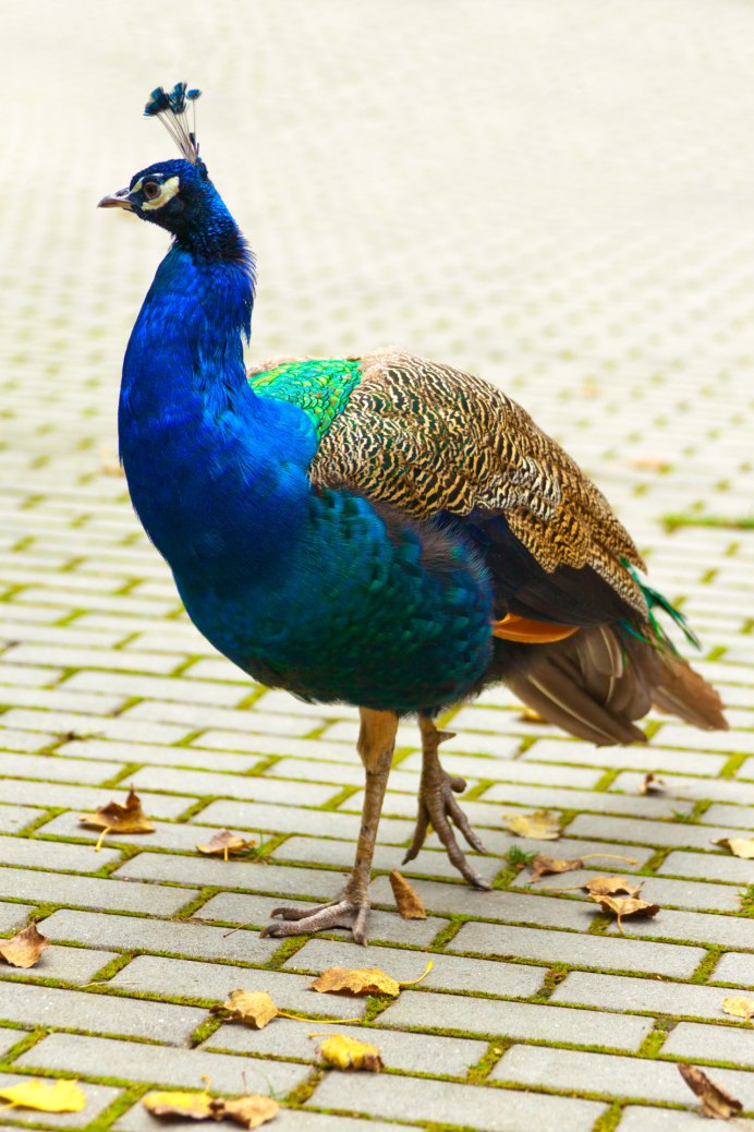 Павлины самка Peacock