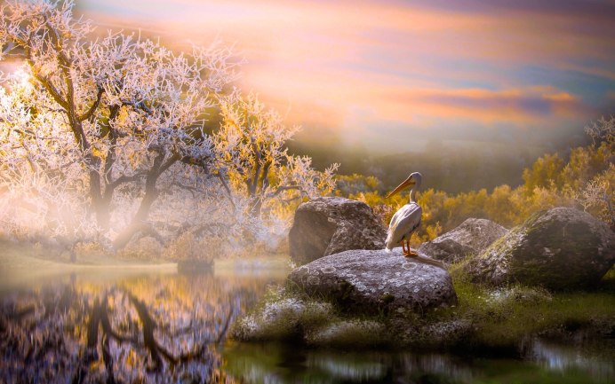 Птицы в саду