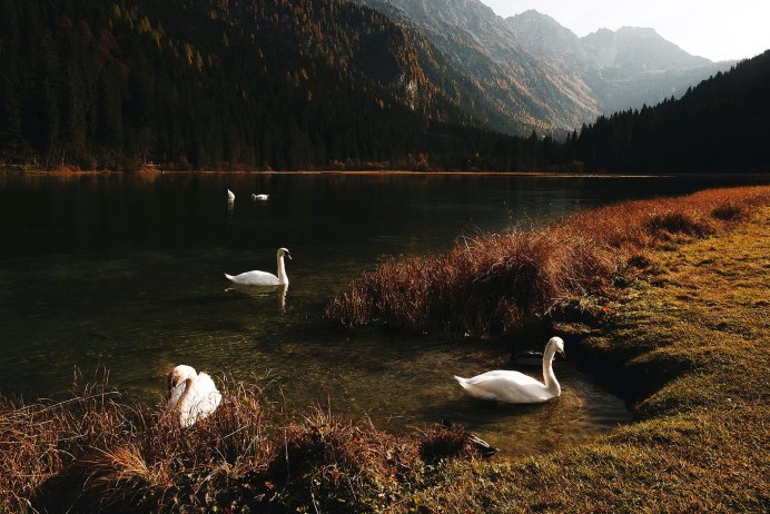 Цветы и птицы