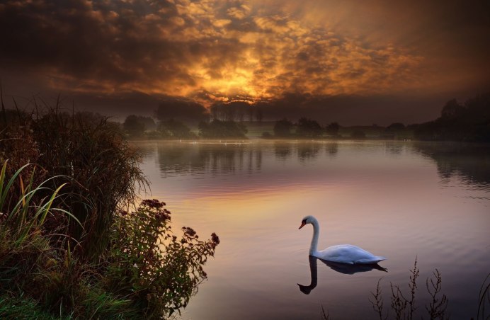 Экзотические птицы