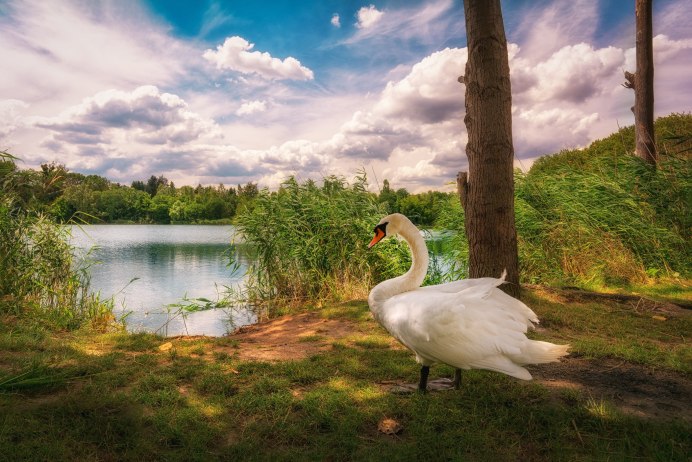 Озеро Грундльзе Австрия лебеди