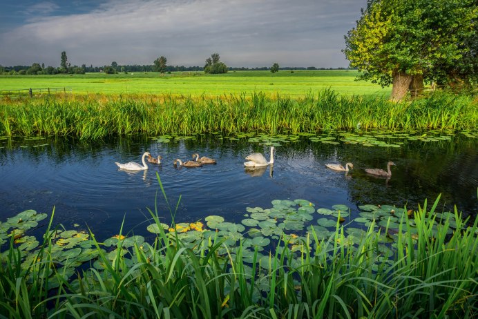 Пейзаж болото