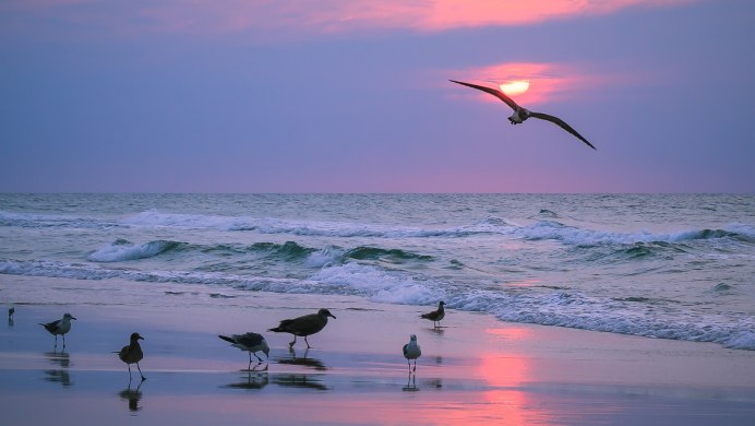 Лебеди на озере