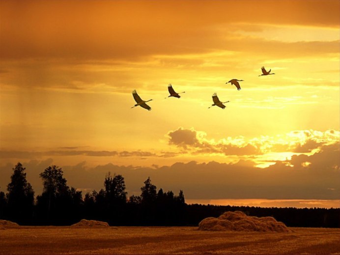 Беларусь Бусел природа