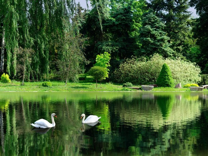 Пейзаж с птицами