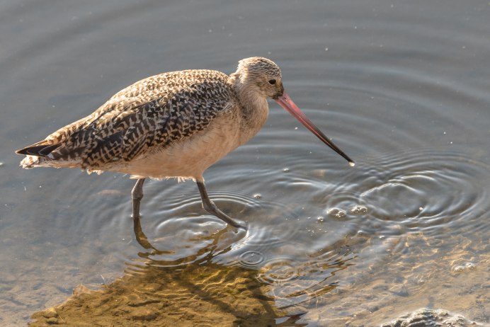 Птица грей Шнеп