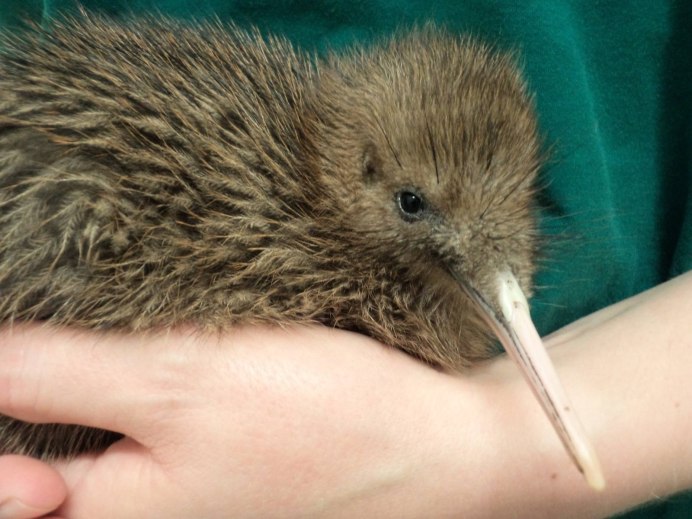 Киви птица клюв