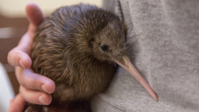 Птица киви в Австралии