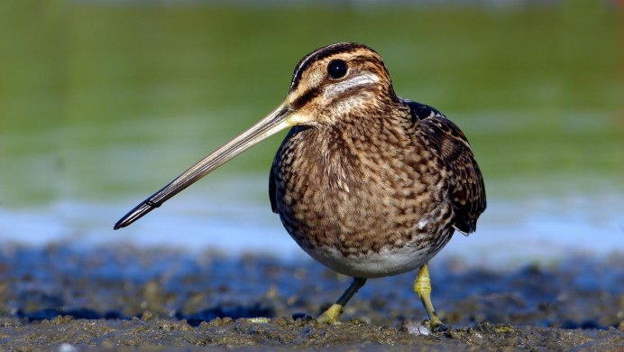 Кулик Бекас (Gallinago Gallinago)