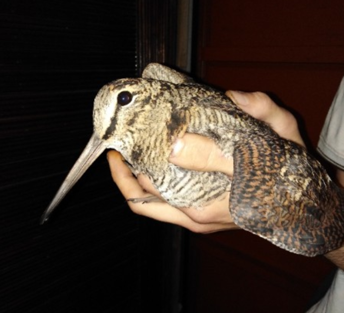 Нелетающие птицы киви