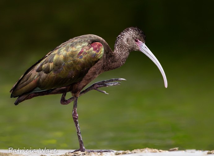 Отряд Ржанкообразные